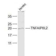 Anti-TNFAIP8L2 antibody