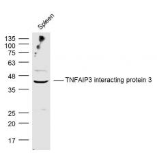 Anti-TNFAIP3 interacting protein 3 antibody