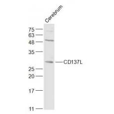 Anti-TNFSF9/CD137L antibody