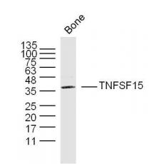 Anti-TNFSF15 antibody