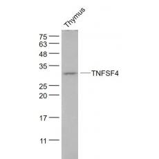 Anti-TNFSF4 antibody
