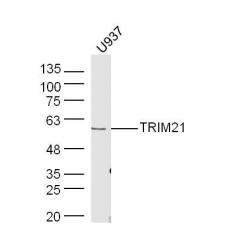 Anti-TRIM21 antibody