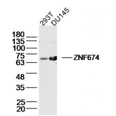 Anti-ZNF674 antibody