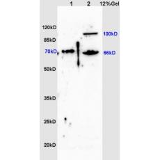 Anti-ZNF300 antibody