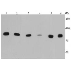 Anti-Ikk alpha antibody