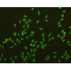 Anti-Caspase-3 antibody