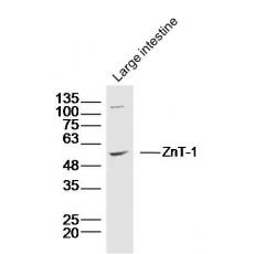 Anti-ZnT-1 antibody
