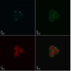 Anti-MuERVL-Gag antibody
