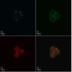 Anti-MuERVL-Gag antibody