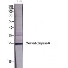 Anti-Cleaved-Caspase-6 p18 (D162) antibody