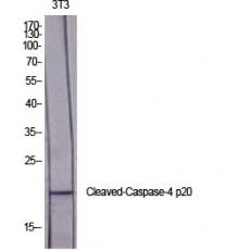 Anti-Cleaved-Caspase-4 p20 (Q81) antibody