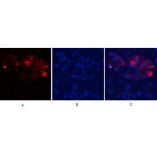 Anti-Cleaved-Caspase-9 (D353) antibody