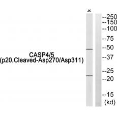 Anti-Cleaved-Caspase-4/5 p20 (D270/D311) antibody