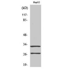 Anti-Cleaved-Cathepsin G (I21) Anti-Cleaved-Cathepsin G (I21) antibody