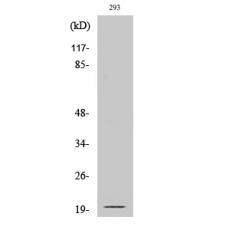 Anti-Cleaved-Ephrin-A2 (N188) antibody