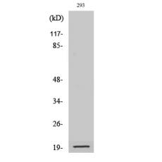 Anti-Cleaved-Bad (D71) antibody