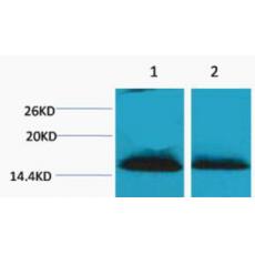 Anti-Histone H1 (Di Methyl Lys25) antibody