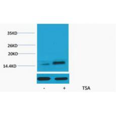 Anti-Histone H2A.Z (Acetyl Lys7) antibody
