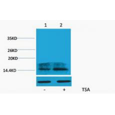 Anti-Histone H2A.Z (Acetyl Lys4) antibody