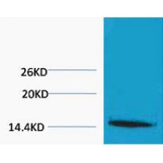 Anti-Histone H1 (Tri Methyl Lys25) antibody