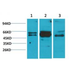Anti-Flotillin-2 antibody