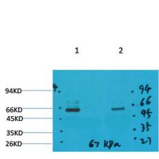 Anti-GABA Transporter 1 antibody