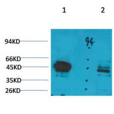Anti-Ghrelin Receptor antibody