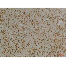 Anti-Kv10.1 antibody