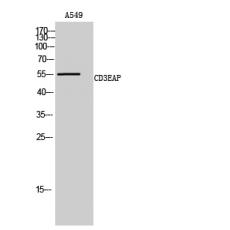 Anti-CD3EAP antibody