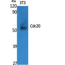 Anti-Cdc20 antibody