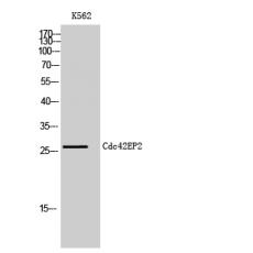 Anti-Cdc42EP2 antibody