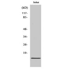 Anti-Cdc42EP5 antibody
