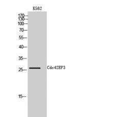 Anti-Cdc42EP3 antibody