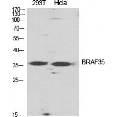 Anti-BRAF35 antibody