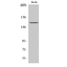 Anti-BRCAA1 antibody