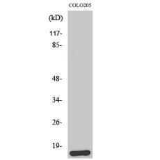 Anti-Brp44L antibody