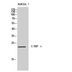Anti-C/EBP γ antibody
