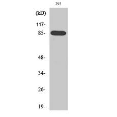 Anti-BRSK1 antibody