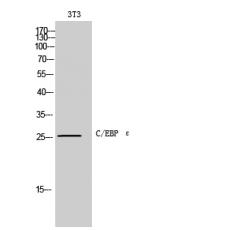 Anti-C/EBP ε antibody