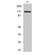 Anti-Cacna2d4 antibody