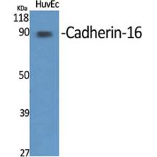 Anti-Cadherin-16 antibody