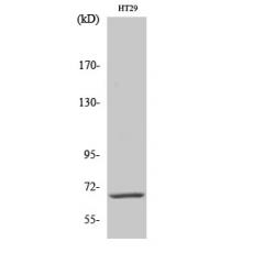 Anti-Cables1 antibody