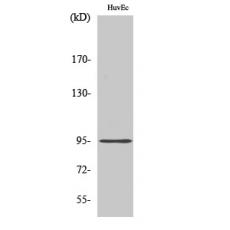 Anti-Cadherin-26 antibody