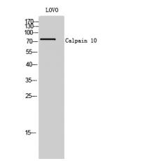 Anti-Calpain 10 antibody