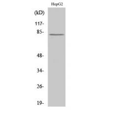 Anti-Calpain 11 antibody