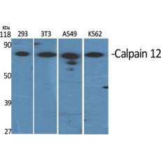 Anti-Calpain 12 antibody