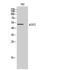 Anti-ACOT2 antibody