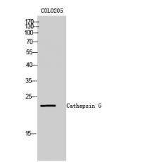 Anti-Cathepsin G antibody