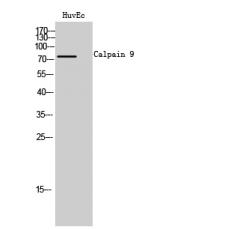 Anti-Calpain 9 antibody