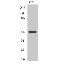 Anti-Casein Kinase Iγ1 antibody